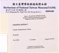 反刺莧藏品圖，第2張